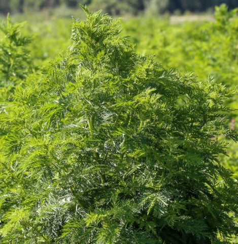 Artemesia Annua Blätter getrocknet 20g